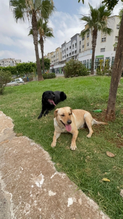 Labrador gold
