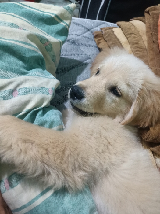 Golden retriever