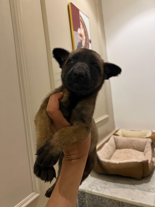 Malinois 🐾