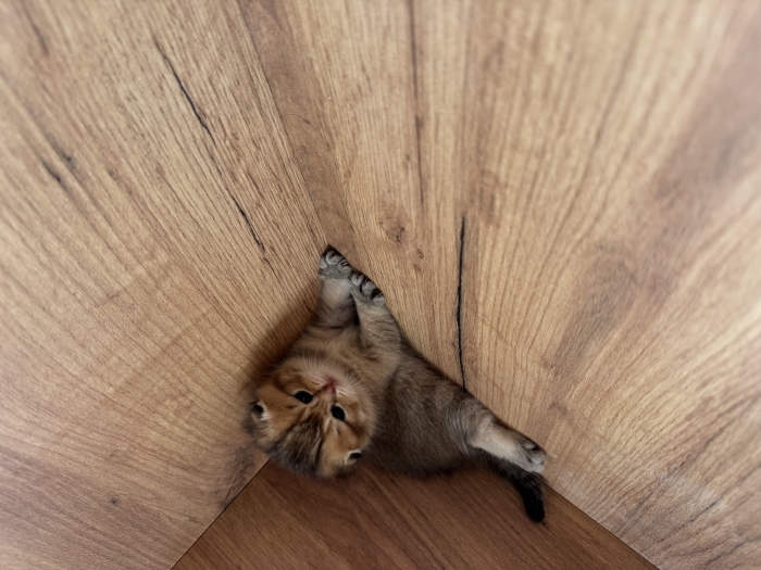 Scottish fold