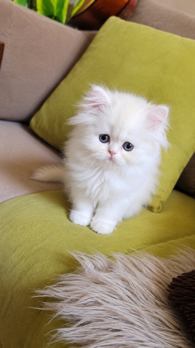 Chaton pur race