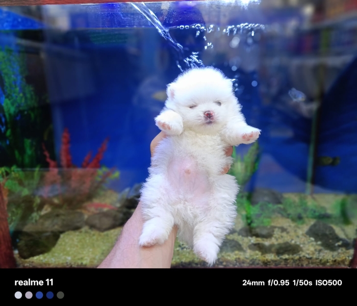 Chiots spitz pommeranie