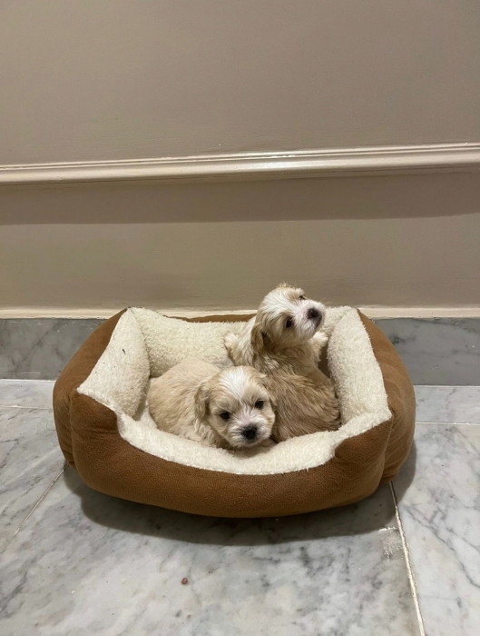 Bichon Havanais 🎊