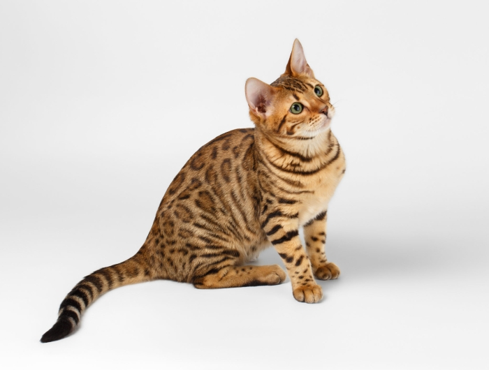 Chaton du Bengal
