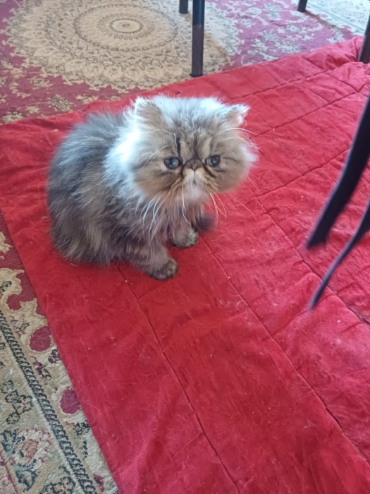 Femelle persan 3 mois