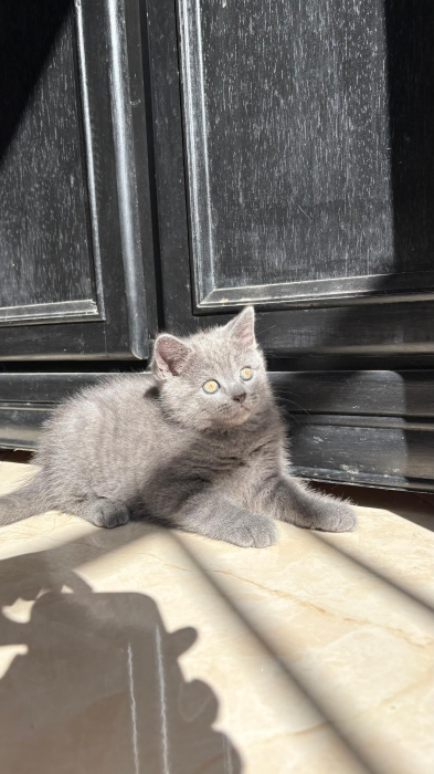 British shorthair , scottish fold