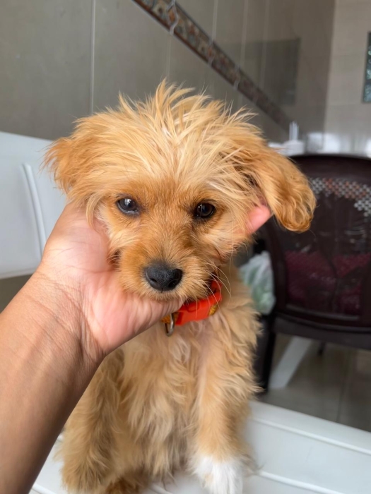 Bichon Havanais et ses accessoires