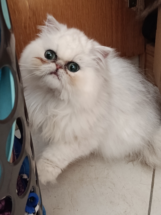 Chaton femelle persan 2 mois