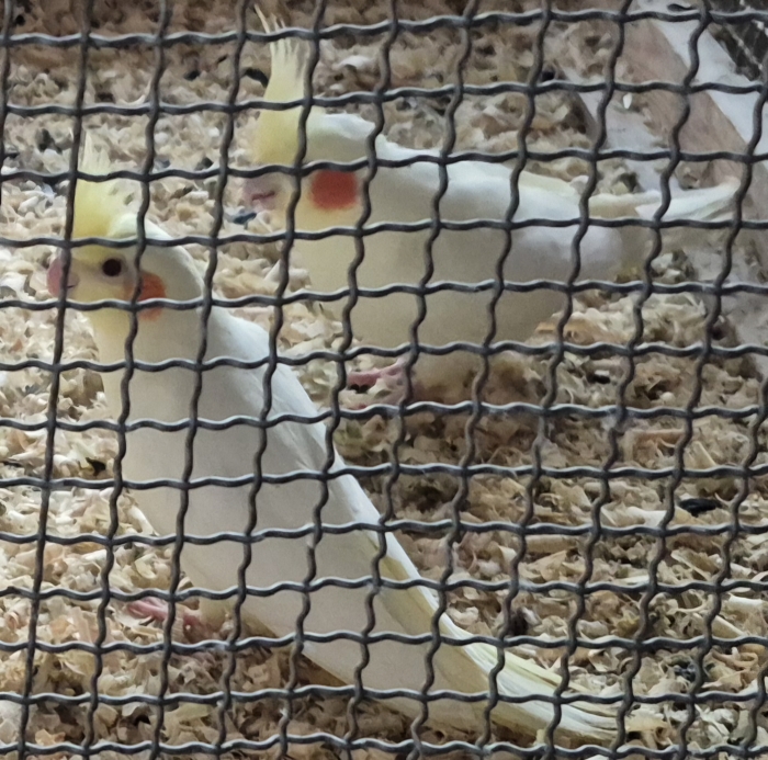 Vds jeunes Calopsittes