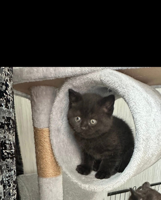 Scottish fold and straight