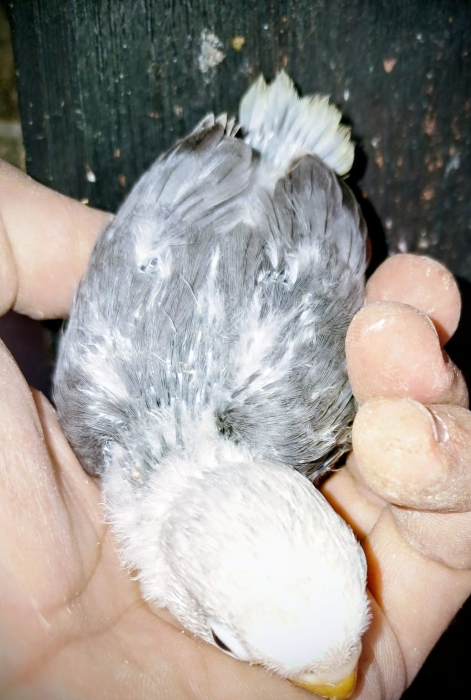 Inseparables dressage