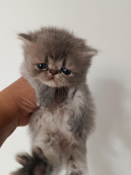 Chaton persan race pur