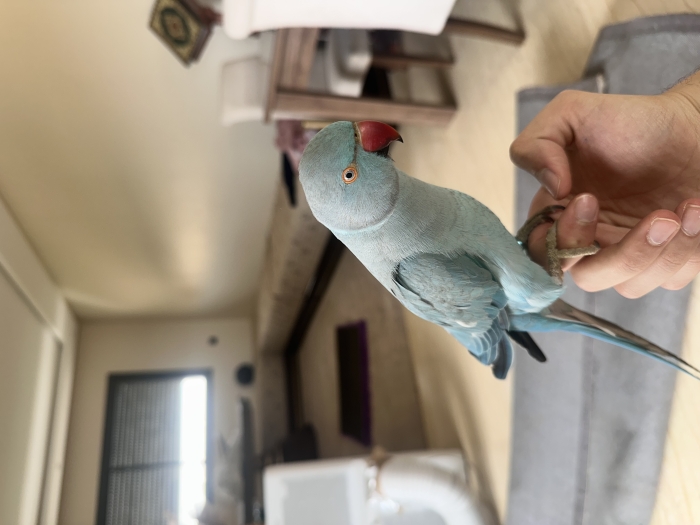 Perroquet à collier