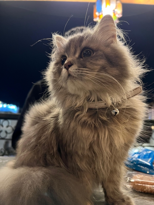 Femelle British Longhair bleu ✨🐱