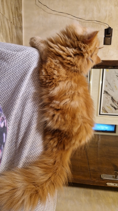 Chat persan