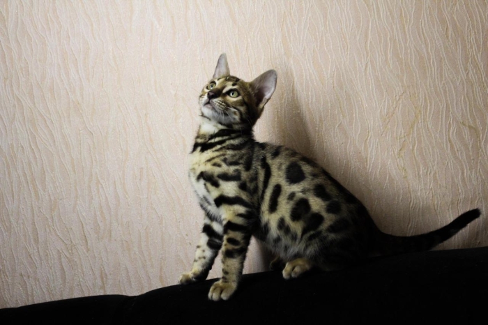 Bangal cats pure race mâle et femelle