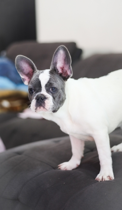 magnifiques chiot bulldog francais