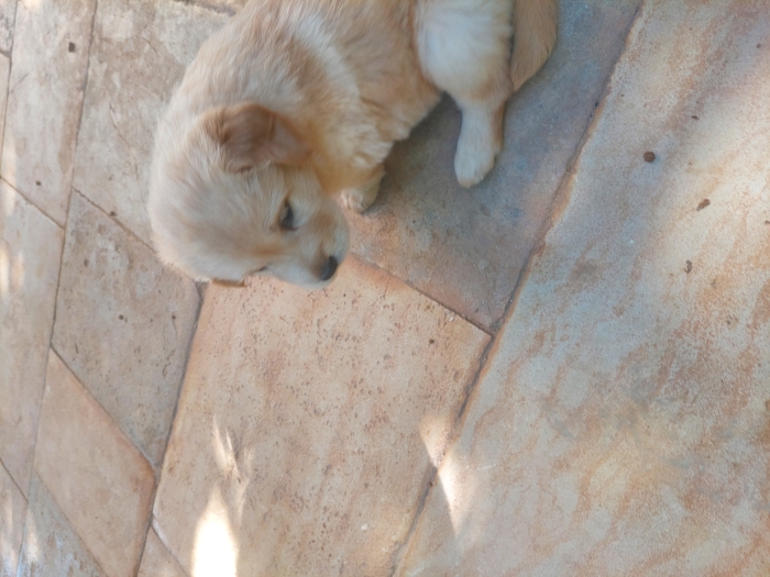 Chiots golden retriever