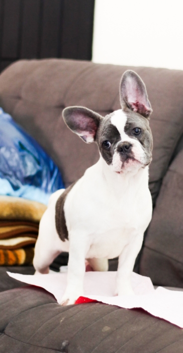 magnifiques chiot bulldog francais