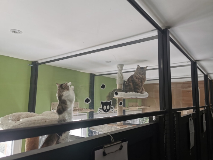 hotel pension pour chats