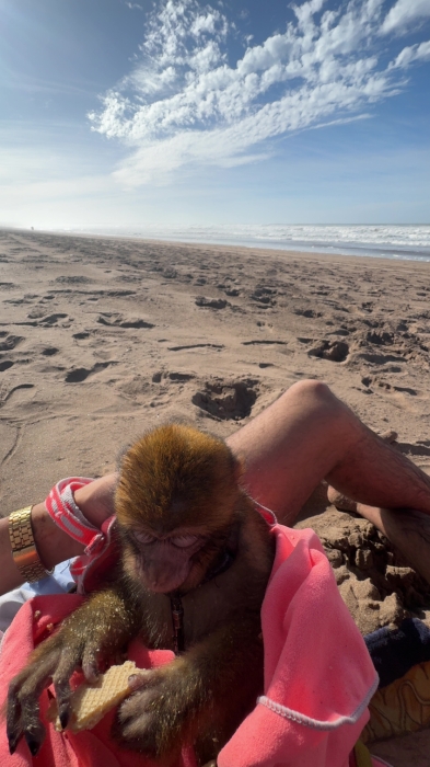 Singe