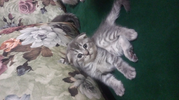 Scottish fold