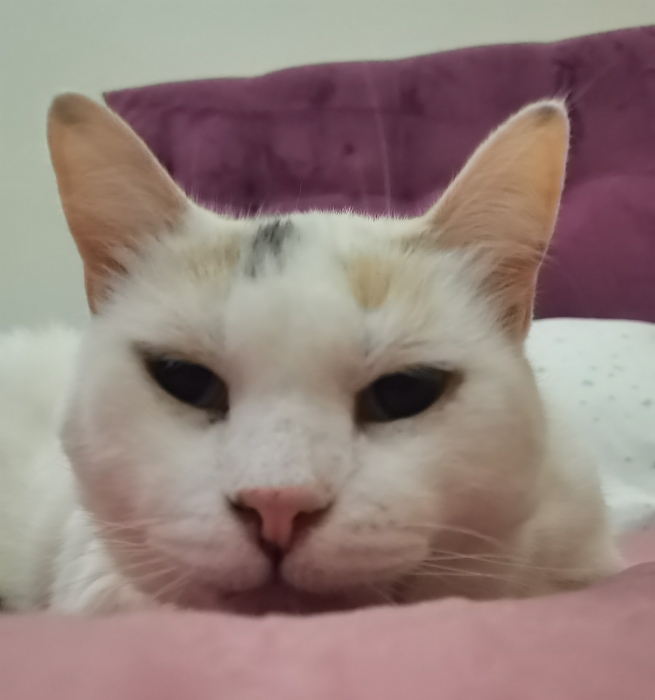 chat femelle