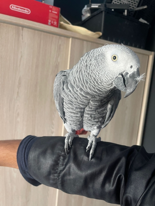 Gris du Gabon 3 an +-