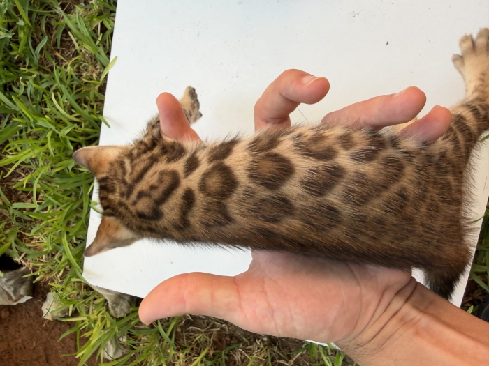 Bengal