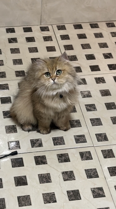 Femelle British Longhair Pedigree WCF