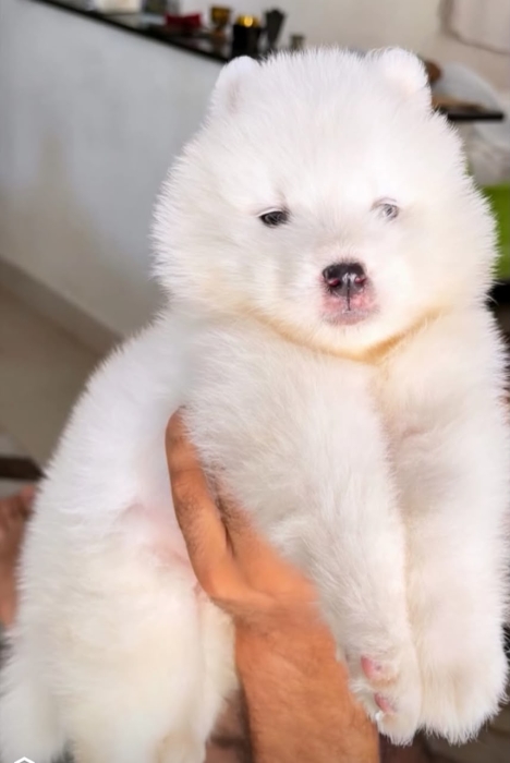 À vendre : adorables chiots Samoyède 🐾