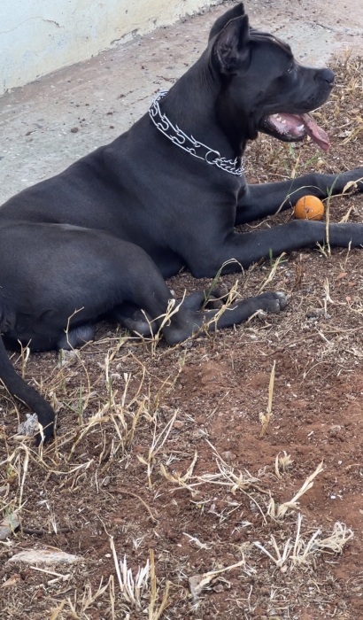 Cane corao