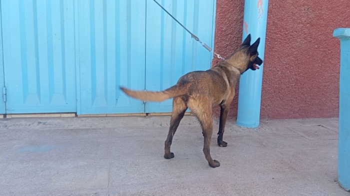 Super femelle malinois charboni