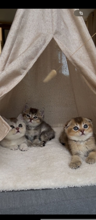 Scottish fold /straight golden shaded
