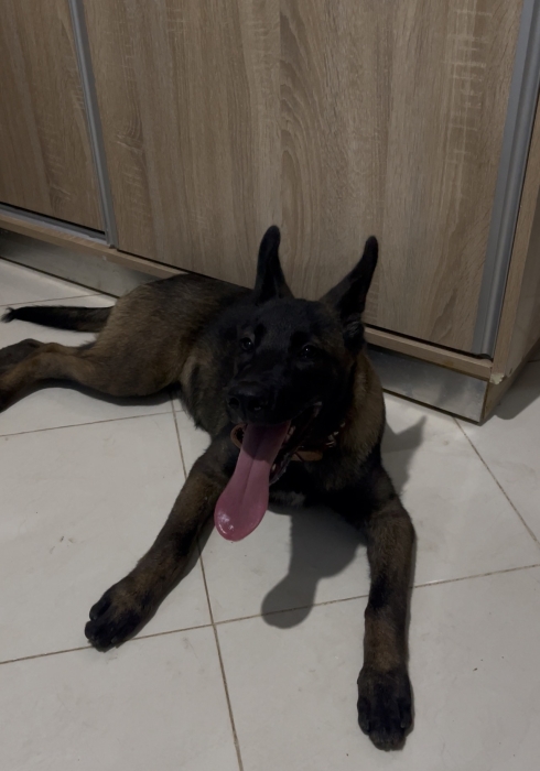 Malinois charbonnie