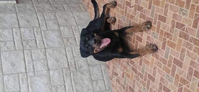 Rottweiller mâle