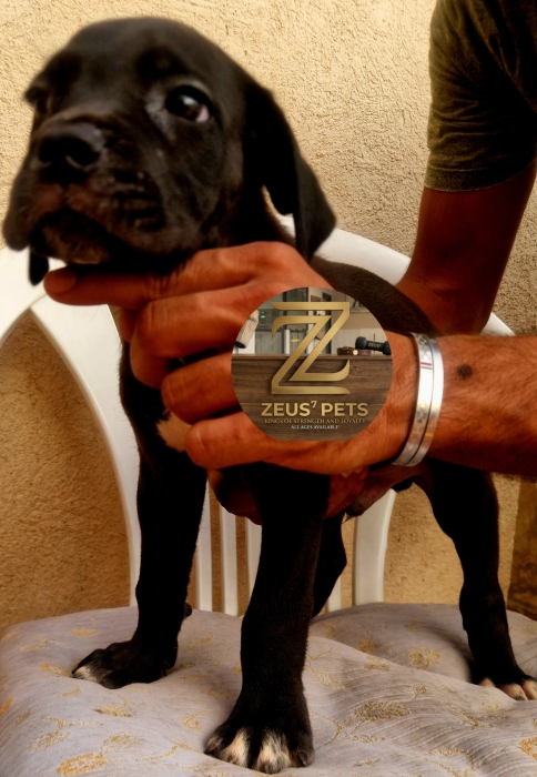 Cane corso
