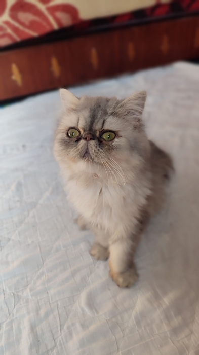 Femelle chinchilla persan 8 mois