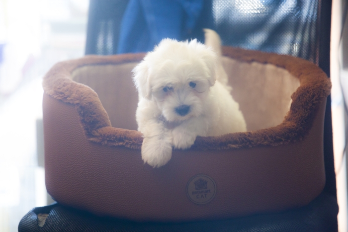 disponible chiots bichon maltais pur race