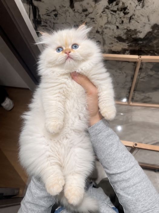 Chatton Persan Male