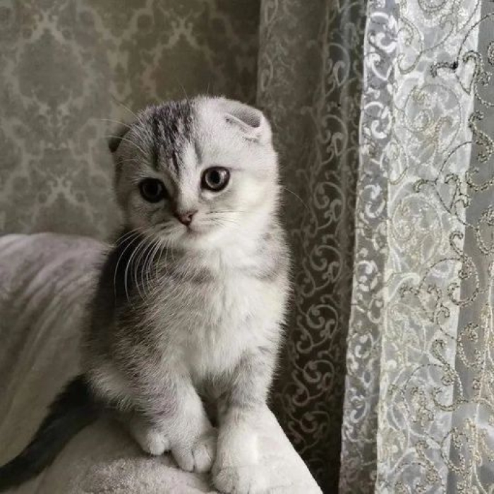 Scottish fold