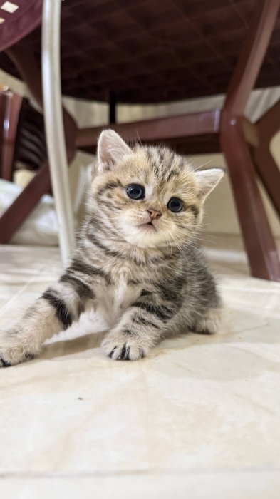 British shorthair & Scottish fold