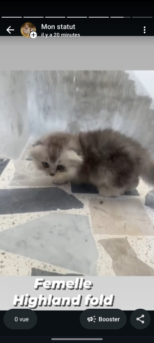 Des chatons Highlands fold