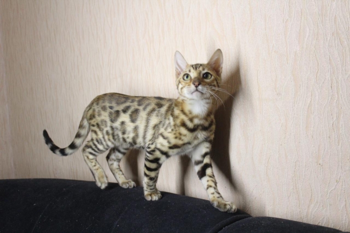 Bangal cats pure race mâle et femelle