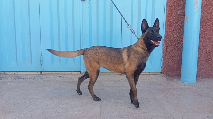 Super femelle malinois charboni