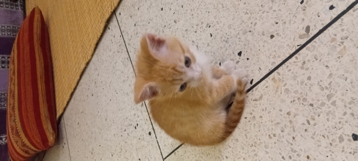 Chaton à donner