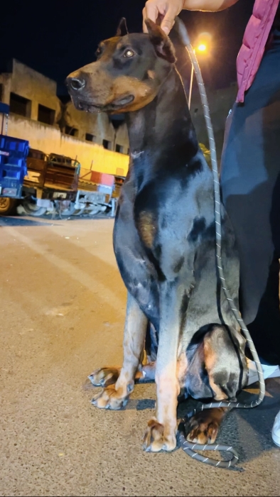 Male doberman