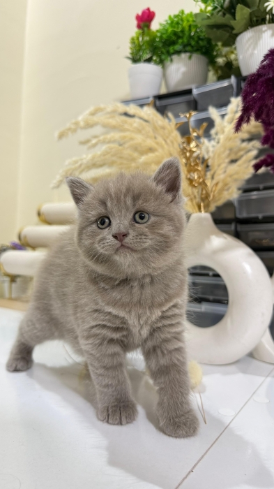 Scottish fold & straight