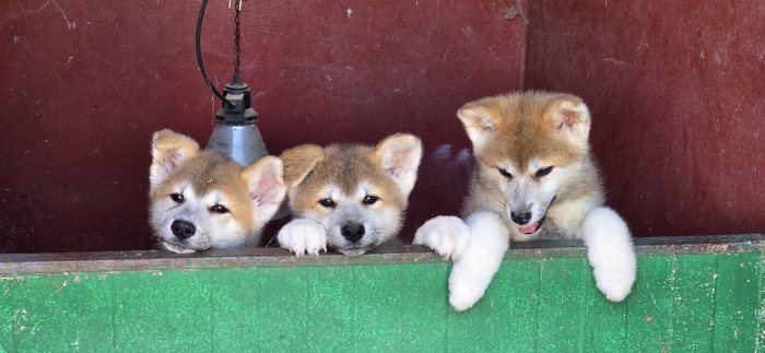 AKITA INU ROUX AVEC PEDIGREE