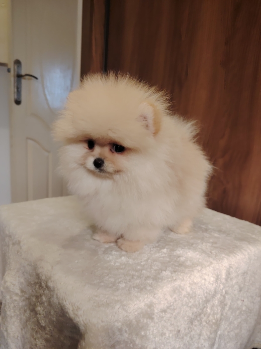 Mâle et femelle spitz pomeranian
